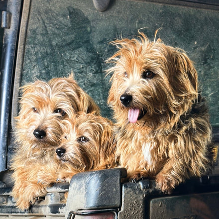 Beatle, Bumble and Bea